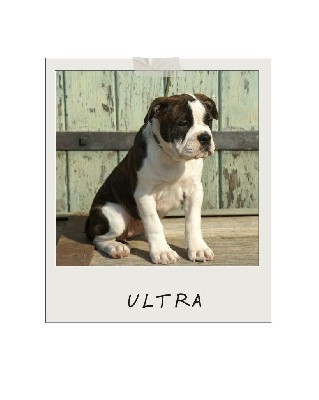 ULTRA