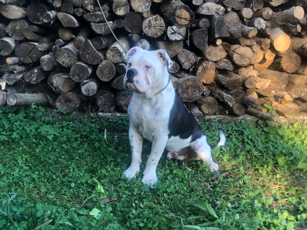 Julie Tartarin - Chiot disponible  - Bulldog continental