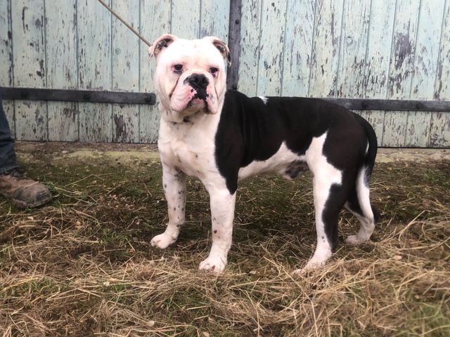 Julie Tartarin - Chiots disponibles - Bulldog continental