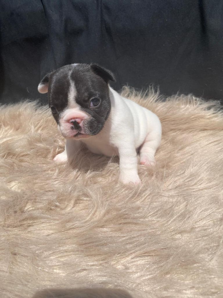 Julie Tartarin - Chiots disponibles - Bouledogue français