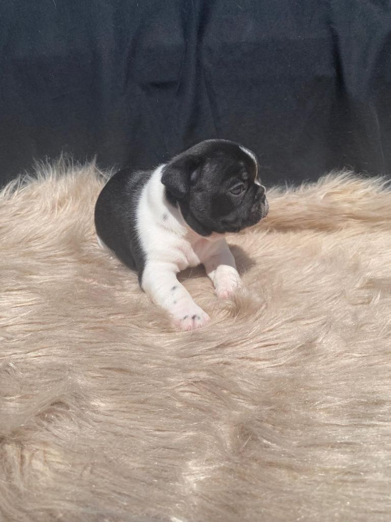 Julie Tartarin - Chiots disponibles - Bouledogue français