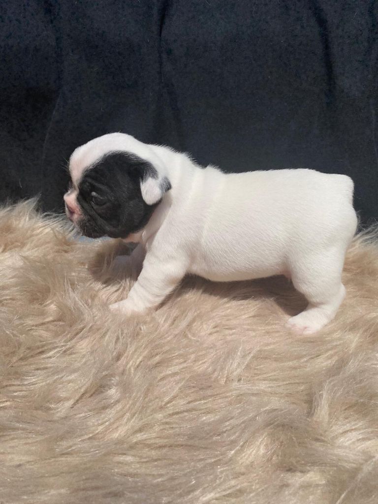Julie Tartarin - Chiots disponibles - Bouledogue français