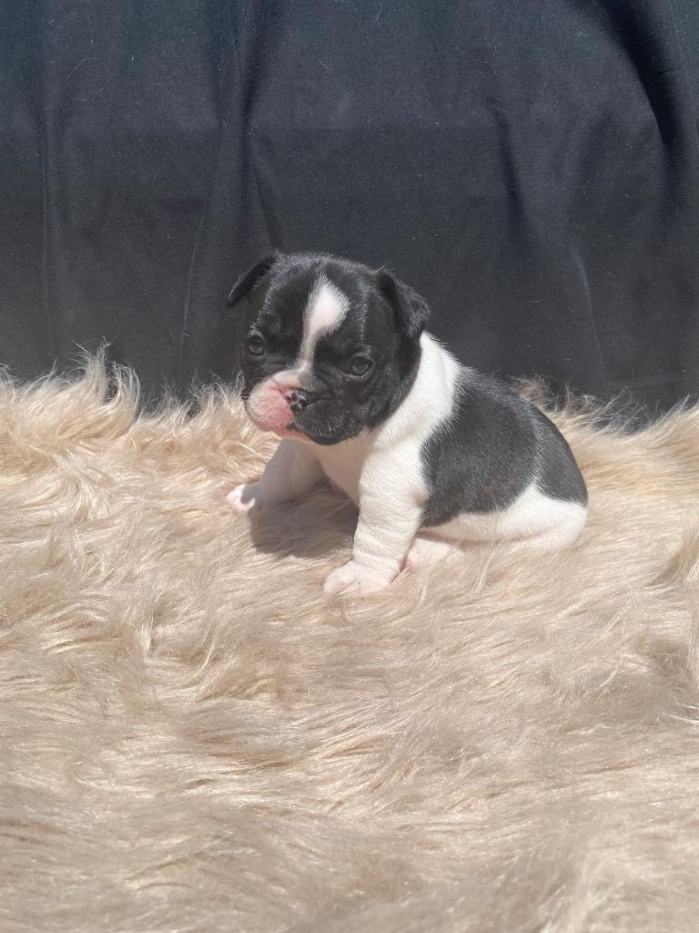 Julie Tartarin - Chiots disponibles - Bouledogue français